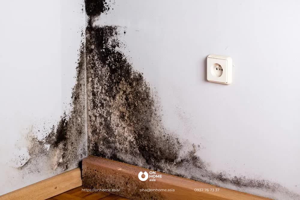 Tường bị nấm mốc rất có hại cho sức khỏe - tẩy vết bẩn trên tường
